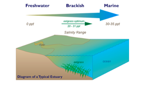 salinity water brackish salt affect ecosystems aquatic ppt estuaries